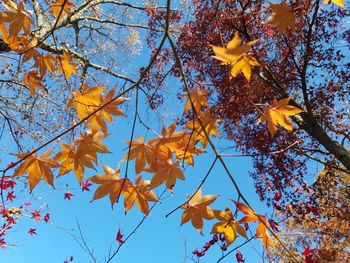 Low angle view of maple tree against sky