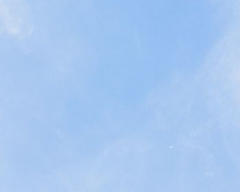 Low angle view of trees against blue sky