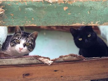 Portrait of cat sitting outdoors