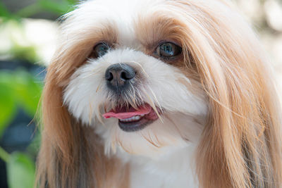 Close-up portrait of a dog