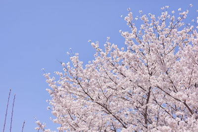 Low angle view of cherry blossom against blue sky