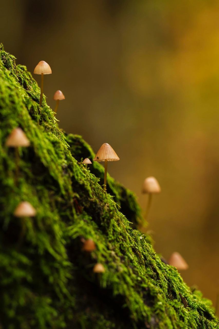 CLOSE-UP OF MUSHROOM GROWING ON TREE