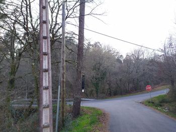 Road amidst trees in forest against sky