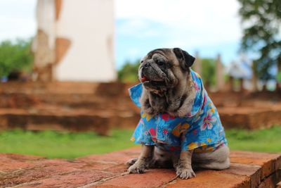 Dog looking away while sitting outdoors