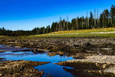 Scenic view of forest against clear blue sky