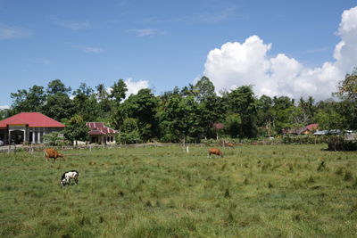 View of sheep on grassy field against sky