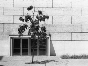 Tree against built structure
