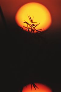 Close-up of silhouette plant against orange sky