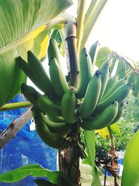 Close-up of banana tree