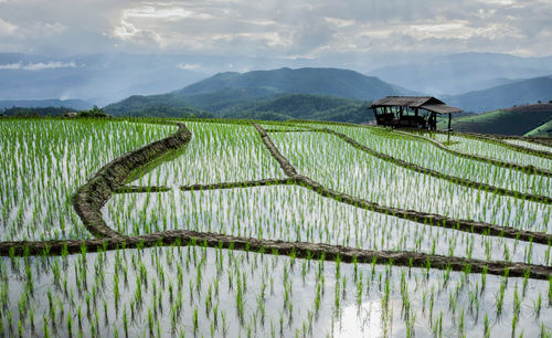 Scenic view of rice field by mountains against sky