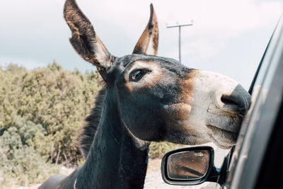 Close-up of donkey by car