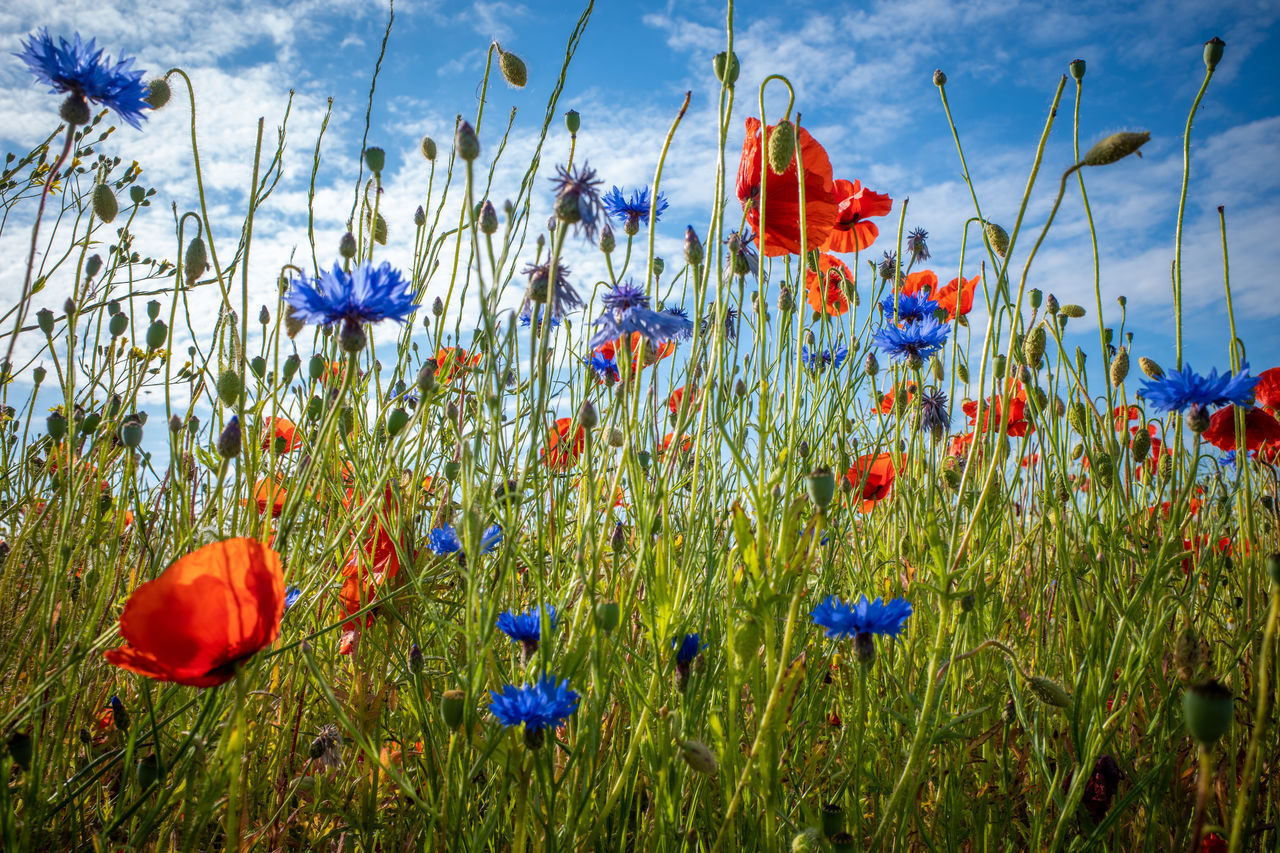 CLOSE-UP OF POPPIES ON FIELD AGAINST SKY