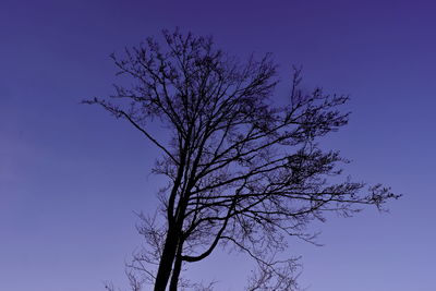 Low angle view of silhouette tree against sky