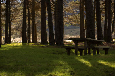 Trees on field in forest