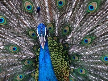 Close-up of peacock