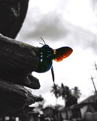 Low angle view of butterfly against sky