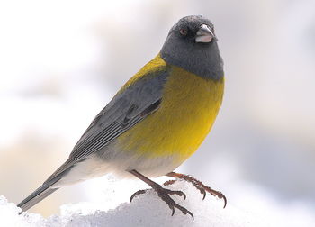 Close-up of bird perching on snow