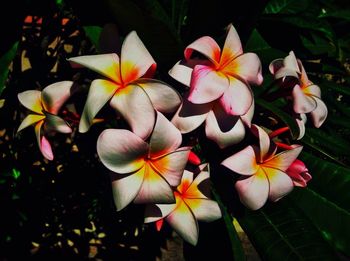 High angle view of frangipani blooming outdoors