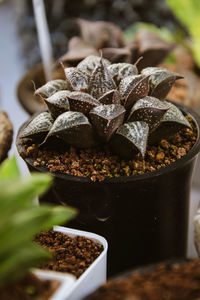 Close-up of succulent  in potted plant