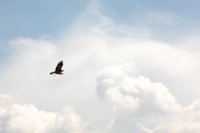 Low angle view of bird flying in sky