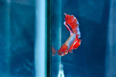 Close-up of fish swimming in sea