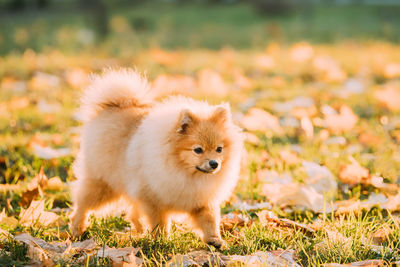 Close-up of dog on field