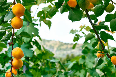 Branch with ripe apricots hanging on a tree in garden in summer day. harvesting of apricots.