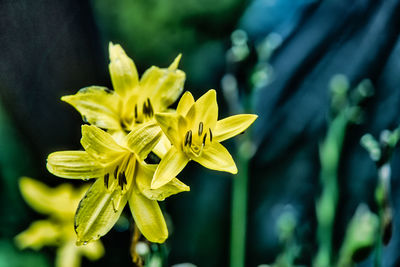 Close-up of yellow flowering plant