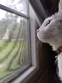 Close-up of a cat looking through window