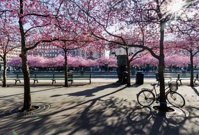 View of cherry blossom trees in park