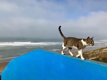 View of cat by sea against sky