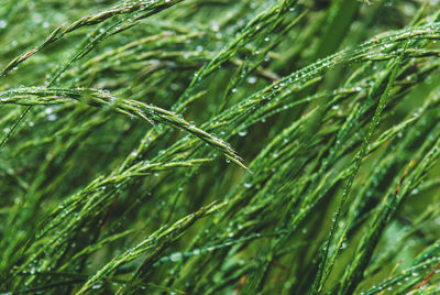 Lush green summer grass wet with rain. close-up of wet plant during rainy season