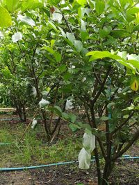 Trees and plants in farm