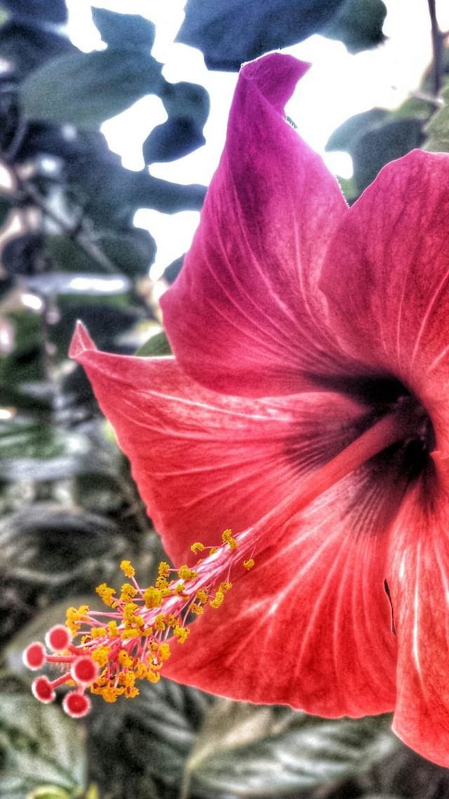flower, petal, flower head, fragility, freshness, red, focus on foreground, growth, beauty in nature, single flower, close-up, blooming, hibiscus, nature, stamen, plant, pink color, pollen, in bloom, outdoors