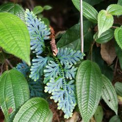 Close-up of green leaves on plant