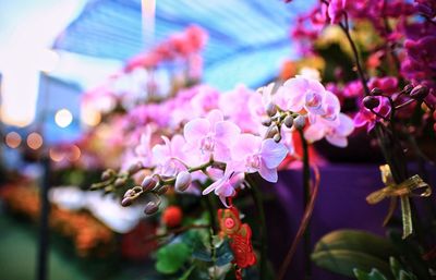 Close-up of pink flowering plant