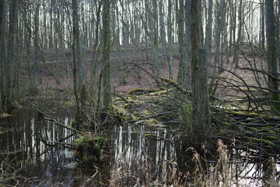 View of bamboo trees in forest