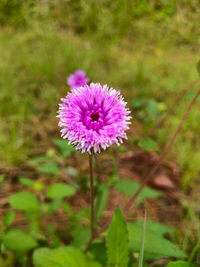 Close-up of pink flower on field