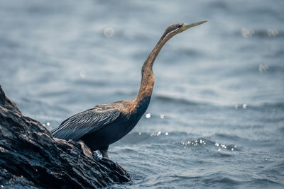 Bird perching on lake