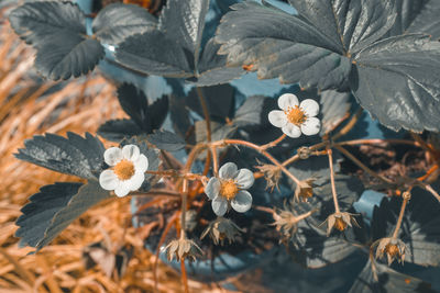 High angle view of white flowering plants