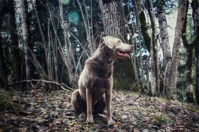 Lion sitting in a forest