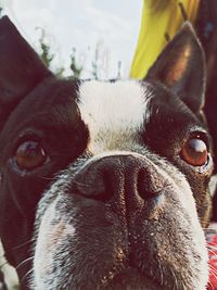 Close-up portrait of dog