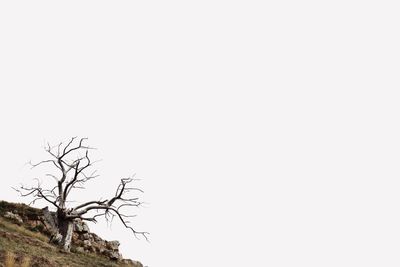 Low angle view of bare tree against clear sky