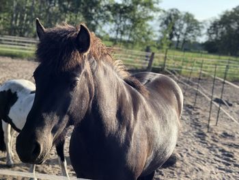 Close-up of horse in field