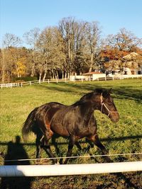 Horse grazing on field against trees