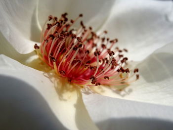 Close-up of white hibiscus flower