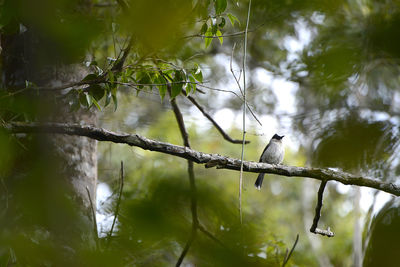 Low angle view of bird perching on tree