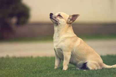 Dog sitting on grass