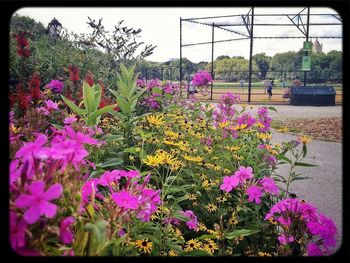 Pink flowers blooming in park