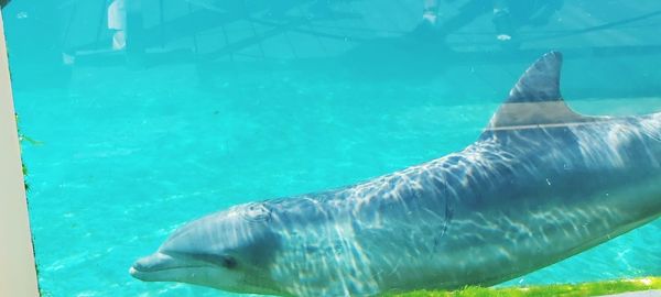 Fish swimming in sea